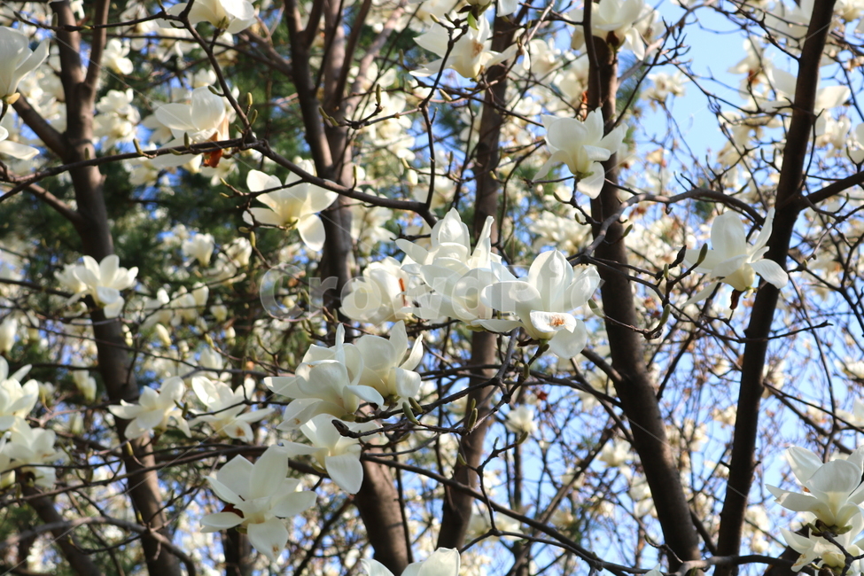 목련,꽃,목련꽃,나무,식물,흰꽃,봄,자연,식물,자연,plants,nature,꽃,flower