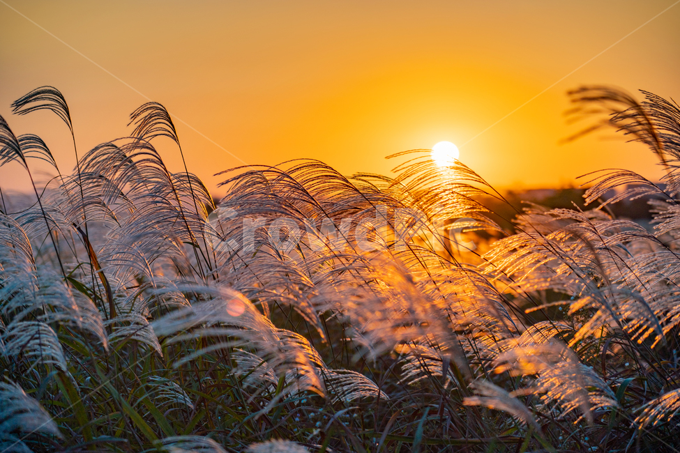 억새,flamegrass,silvergrass,일몰,sunset,sundown,식물,빛,light,자연,자연,풍경,nature,landscape,식물,plants