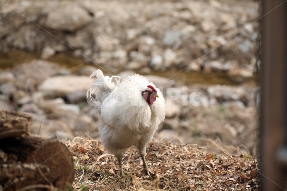 닭,암탉,새,꼬꼬,흰색닭,동물,animal,조류,새,birds