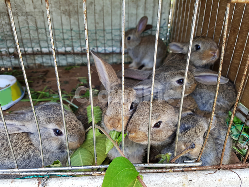 토끼,동물,잎,줄기,먹기,철장,우리,포유류,rabbit,leaf,animal,동물,animal,포유류,mammal