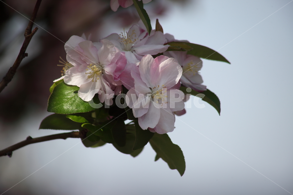 서부해당화,꽃아그배나무,꽃사과나무,봄,crabapple