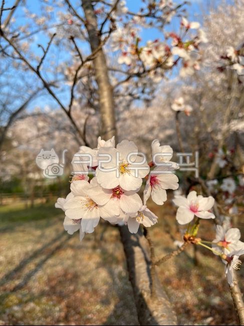 plant,식물,벚꽃,벚꽃나무,봄,분홍색벚꽃,흰색벚꽃,사쿠라,하나비,체리블라썸,꽃,꽃송이,꽃나무,spring,blooming,cherryblossoms