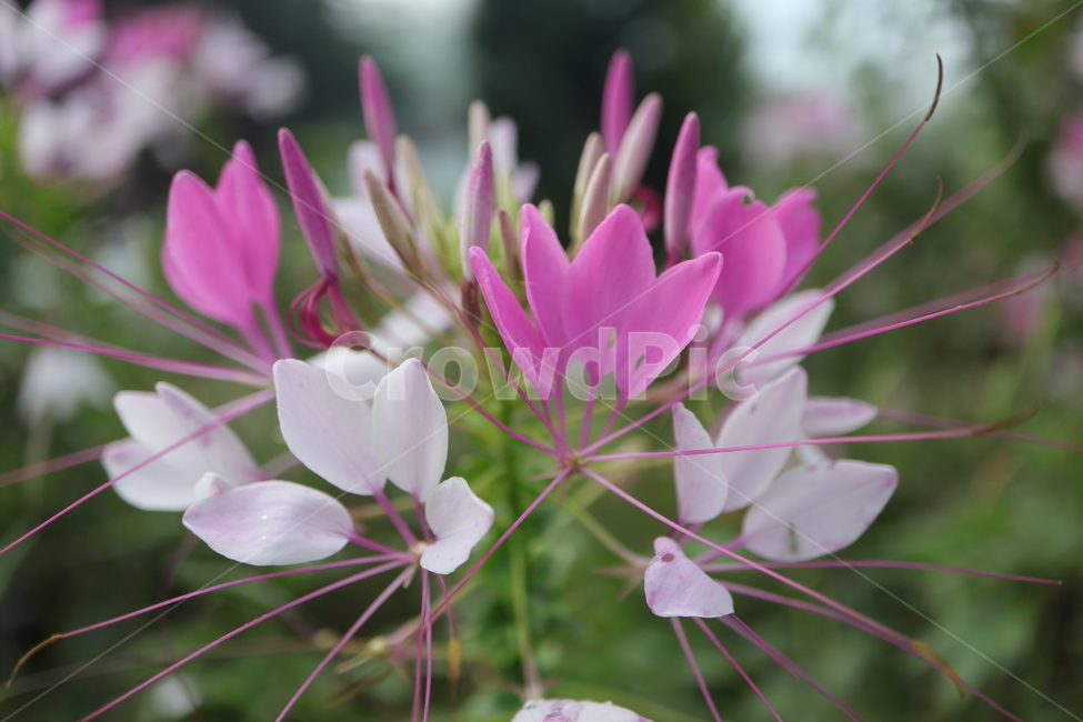 plant,식물,flower,꽃,blossom,풍접초,cleomehassleriana,tarenayahassleriana,양귀비목,백화채,양각채,거미꽃,spiderflower,거미식물,spiderplant,분홍색여왕,pinkqueen,할아버지수염,grandfatherswhiskers