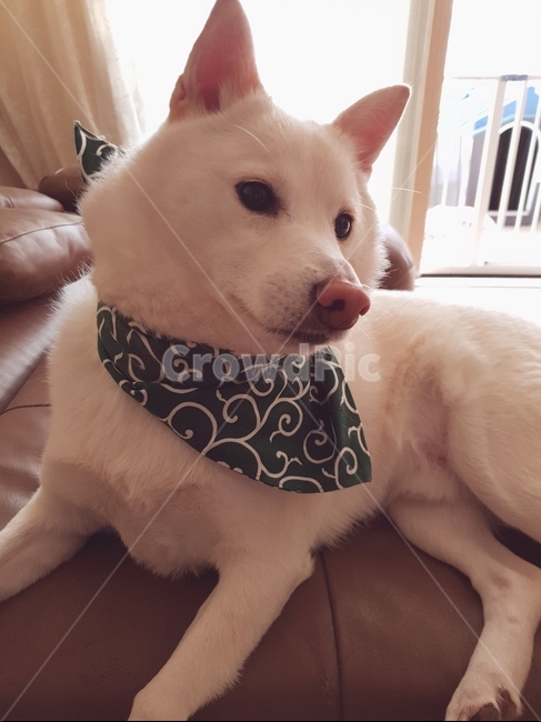 시바견,강아지,애완견,강아지스카프,시비이누,댕댕이,동물,animal,포유류,mammal,개,강아지,dog,doggy