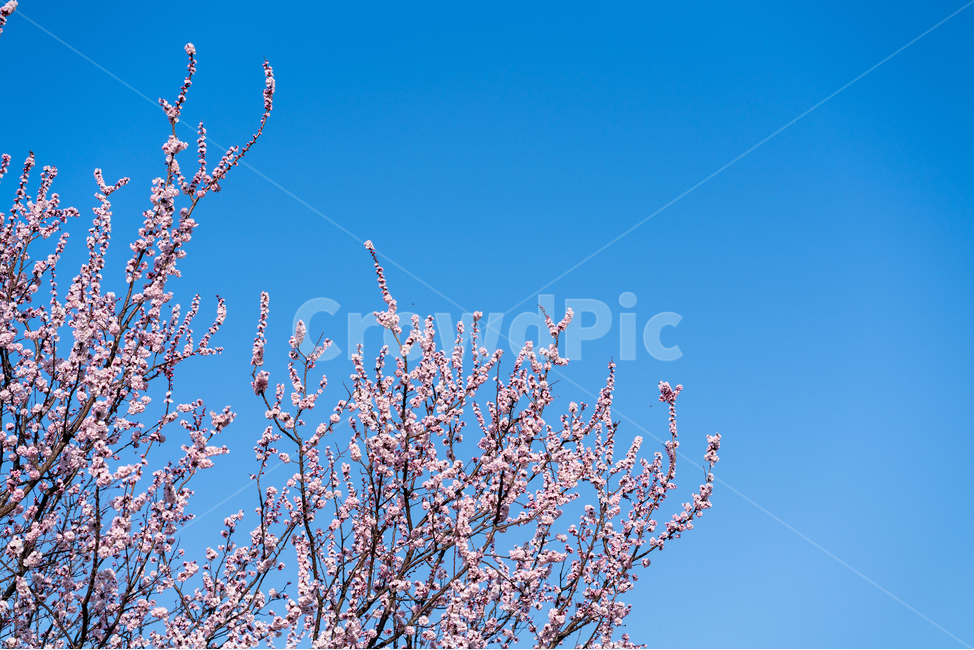 봄,매화,매화나무,봄꽃,꽃,봄,계절,spring,season,식물,자연,plants,nature,나무,trees,wood,plant