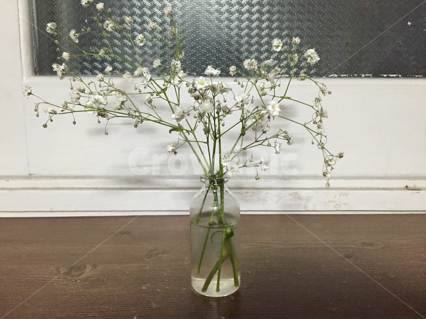 꽃,식물,작은꽃,물병,자연,실내용화초,화분,화초,house plant