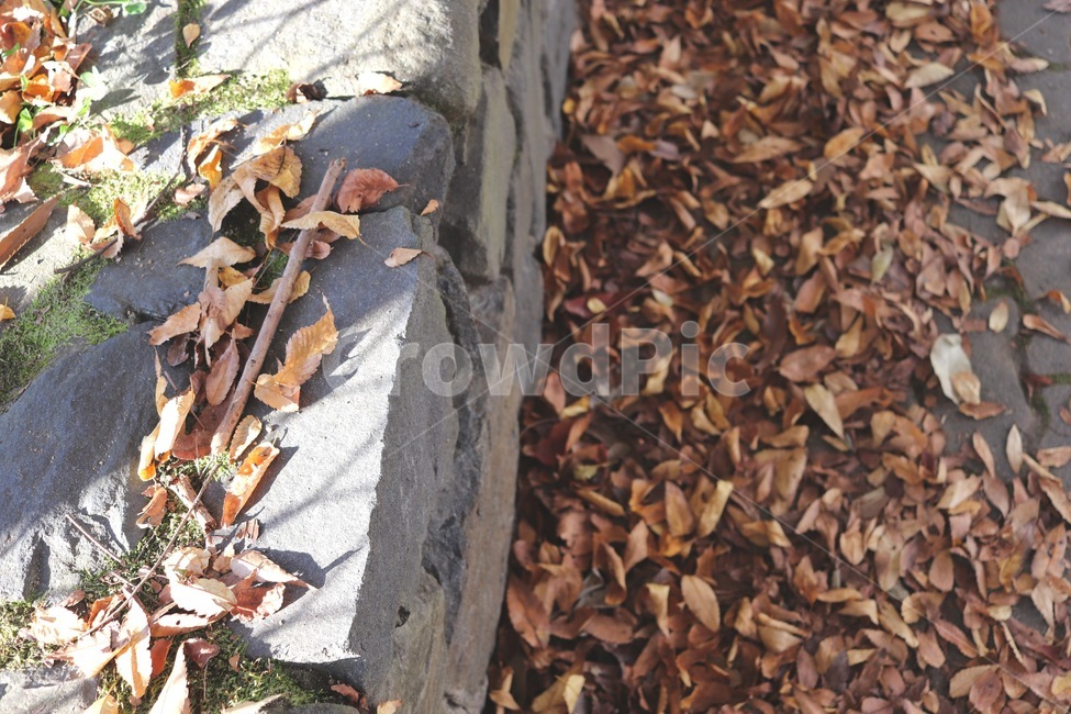 가을,배경,자연,낙엽,단풍,식물,가을,계절,fall,autumn,season