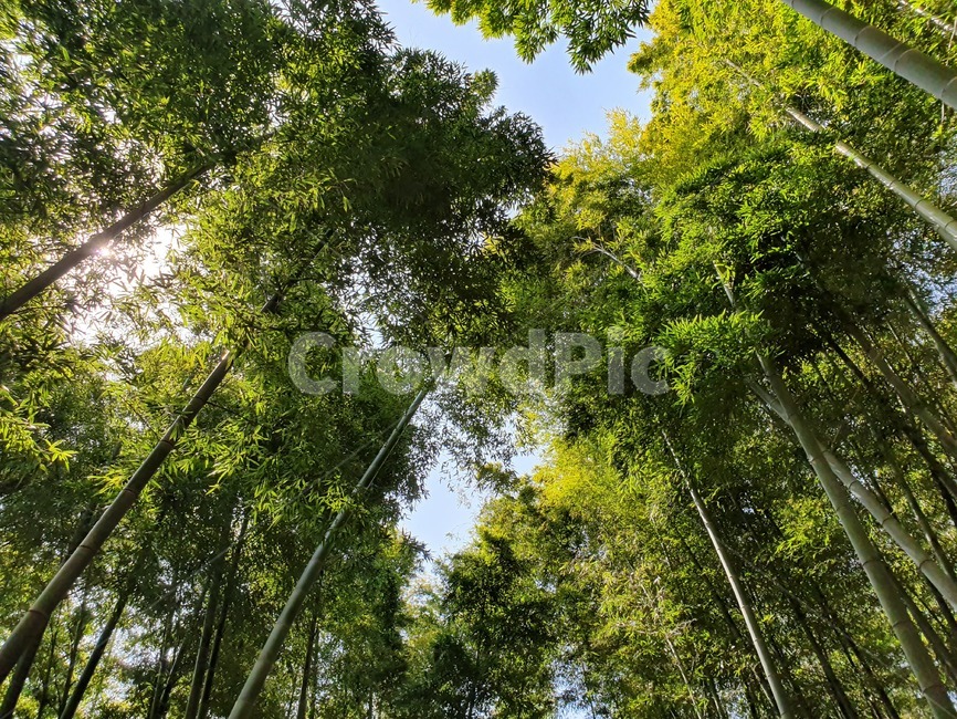대나무숲,대나무,나무,숲,풍경,자연,풍경,nature,landscape,나무,trees,wood,plant,식물