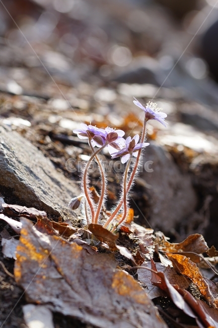 꽃,청노루귀,야생화,봄,산,식물,자연,plants,nature,꽃,flower