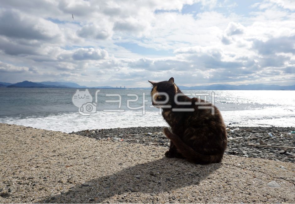Chaos,Beach,kitten,stray cat,ocean,cat,animal,sea