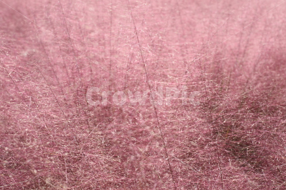 뮬리,핑크뮬리,식물,핑크,muhly,감성,식물,자연,plants,nature