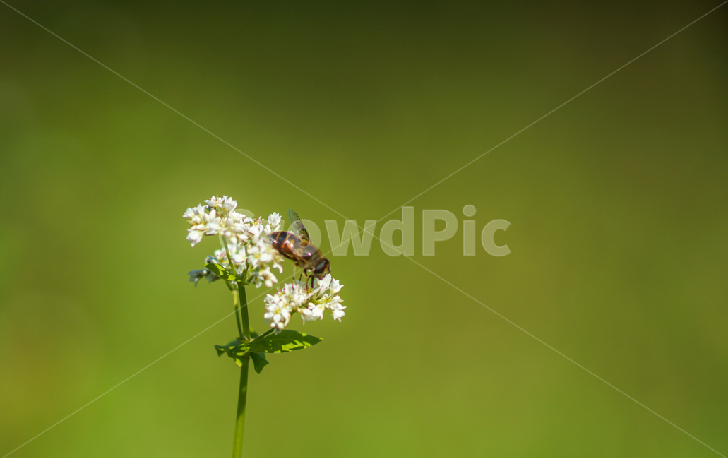 메밀,메밀꽃,벌,꿀벌,곤충,식물,식물,자연,plants,nature,꽃,flower,동물,animal,곤충,벌레,insect,bug