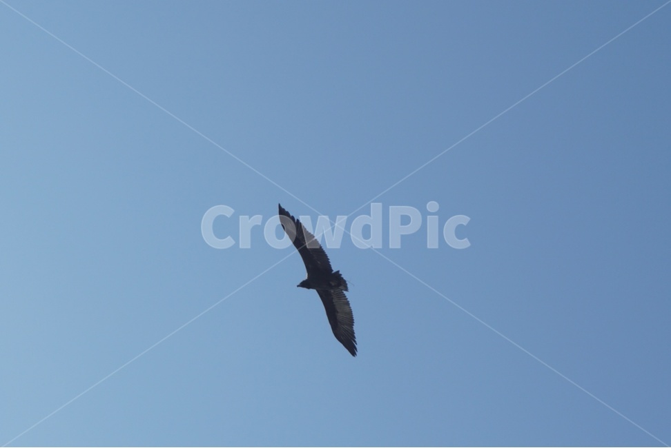 새,bird,flying,파란하늘,sky,날다,동물,animal,조류,새,birds