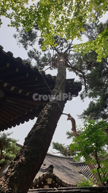 기와,한옥,전통,나무,조화,처마,한국문화,아름답다,Koreanculture,Beautiful,tradition,eaves,rooftile,tree