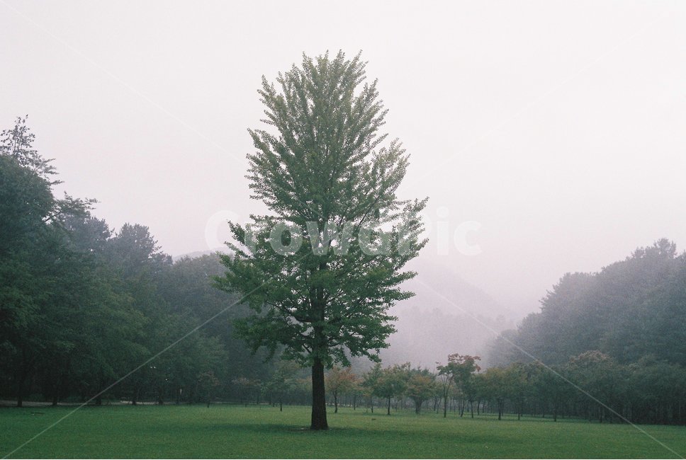 자연,숲,나무,풀,초록,필름사진,자연,풍경,nature,landscape,식물,plants,나무,trees,wood,감성,sensible,feeling,plant,grass,잔디,tree,weather,날씨