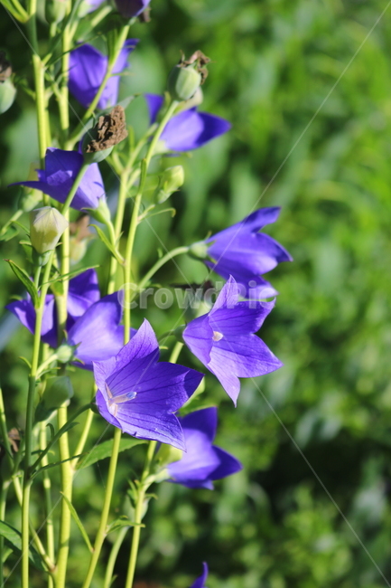 꽃,도라지꽃,도라지,식물,야생화,보라색꽃,자연,들꽃,식물,자연,plants,nature,꽃,flower