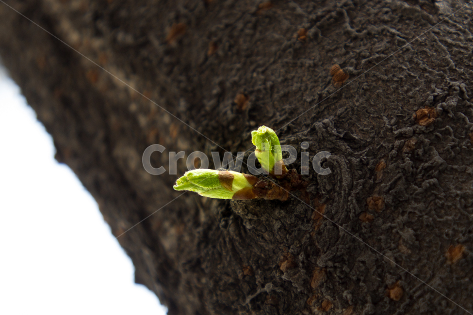 sprout,새싹,녹색,희망,새순,hope,나무,tree,green,봄,계절,spring,season,식물,자연,plants,nature,plant