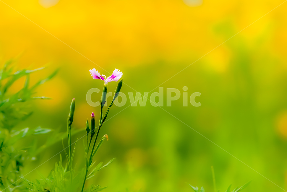 봄,꽃,아름다움,접사,야생화,봄,계절,spring,season,식물,자연,plants,nature,꽃,flower,green,초록,plant