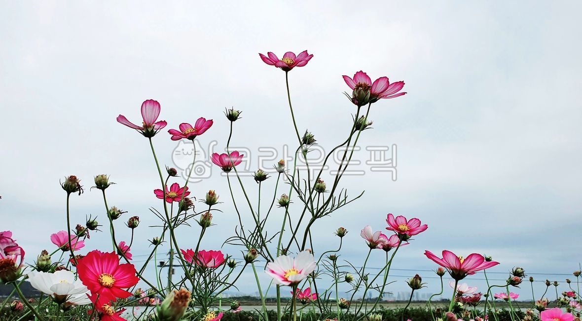 fall, cosmos, 가을, 하늘, color, 사진,이미지,일러스트,캘리그라피 - ceejeiyu작가