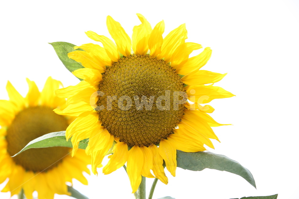 해바라기,노란색,임진각,노랑,꽃,식물,자연,plants,nature,꽃,flower