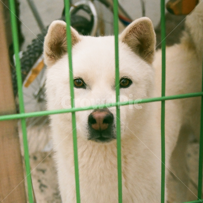 개,강아지,동물,포유류,반려견,멍멍이,애견,애완동물,반려동물,animal,dog,doggy,puppy,pet,눈,눈동자,눈빛,시선,감성,감성사진,빈티지,아날로그,필름,필름사진,필름카메라,film,filmcamera,sensible,feeling,동물,animal,포유류,mammal,개,강아지,dog,doggy