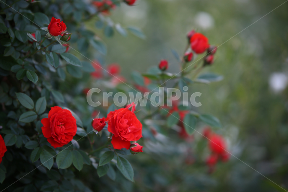 장미,꽃,rose,감성,빨강,레드,red