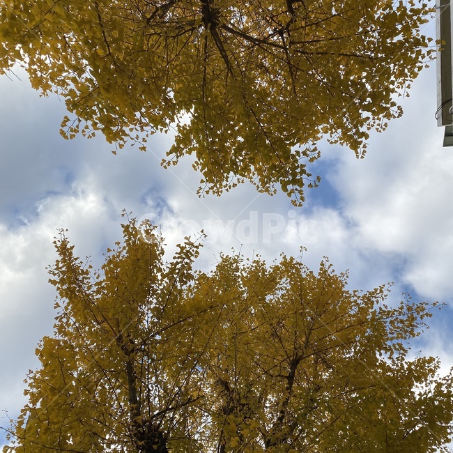 나무,은행나무,하늘,노란색,tree,식물,자연,plants,nature,나무,trees,wood