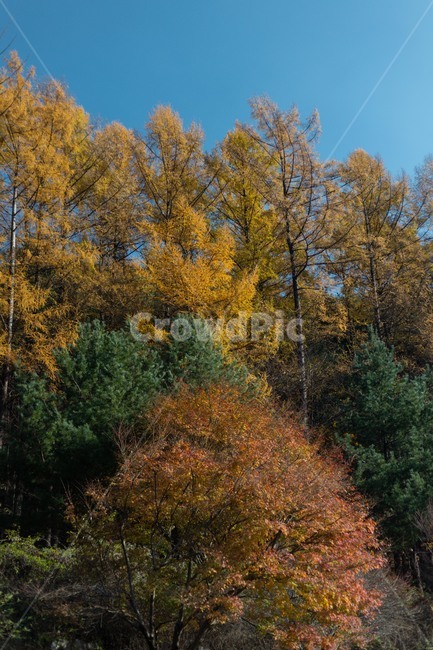 tree,나무,plant,식물,가을,가을,계절,fall,autumn,season,자연,풍경,nature,landscape