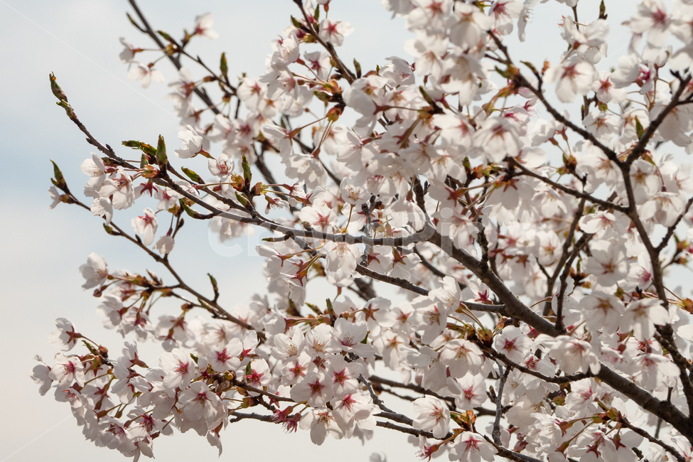 plant,blossom,식물,벚꽃,벛곶