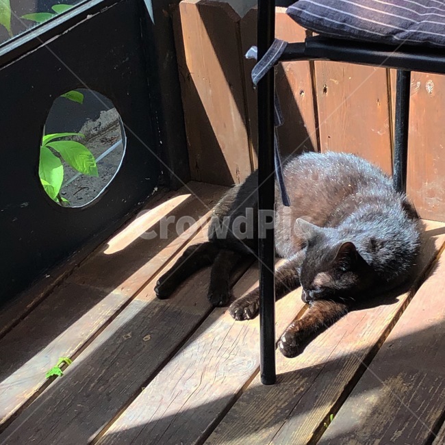 고양이,cat,휴식,낮잠,plant,동물,animal,포유류,mammal,고양이,cat,kitten,kitty
