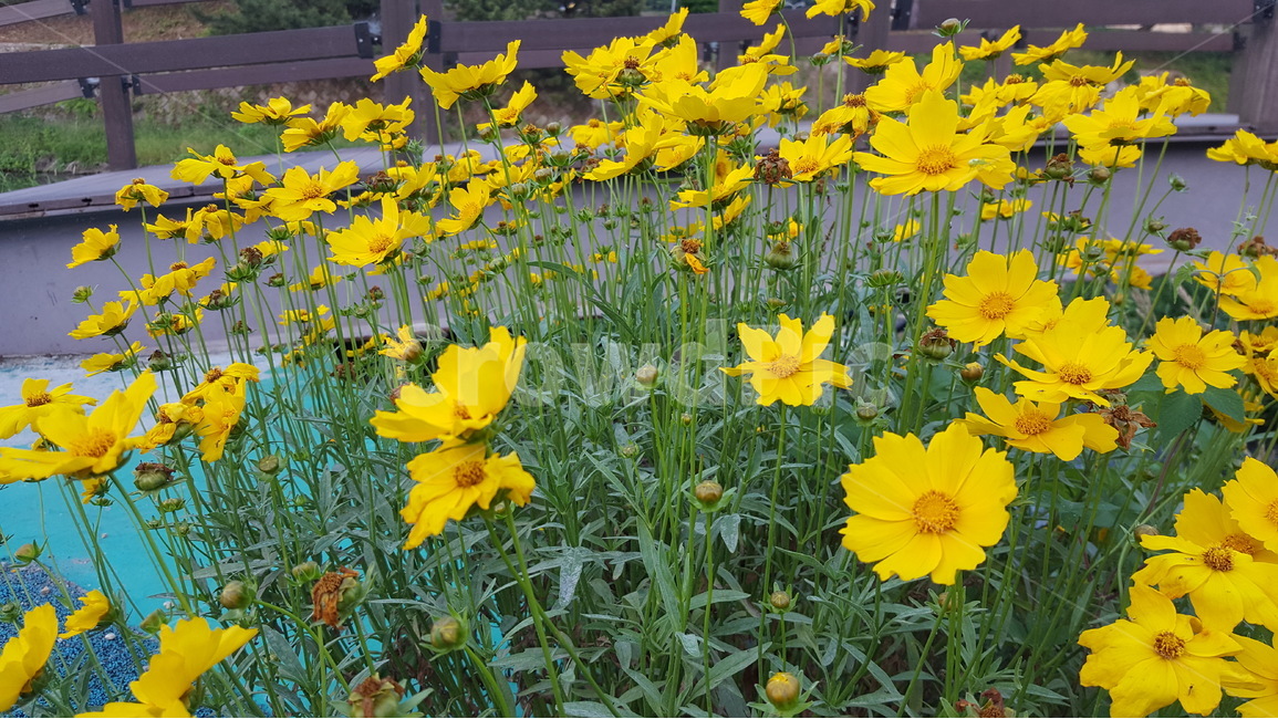 여름꽃,노란꽃,코스모스,군락,여름,식물,자연,plants,nature,꽃,flower