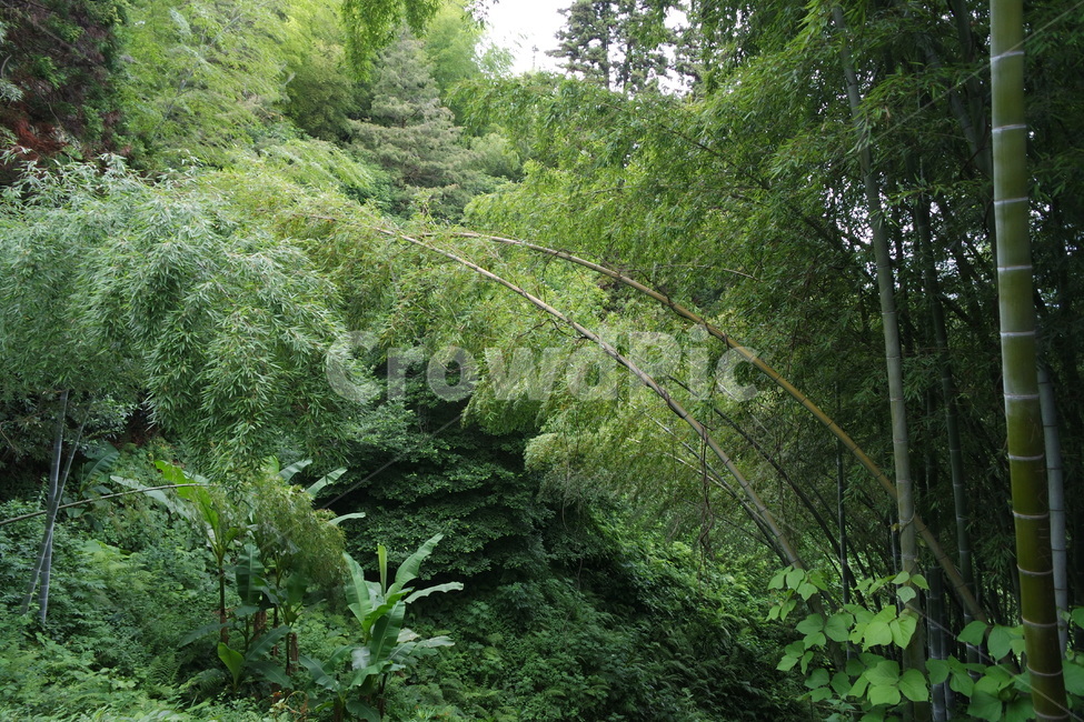 대나무,식물원,초록,숲,배경화면,bamboo,green,나무,tree,forest