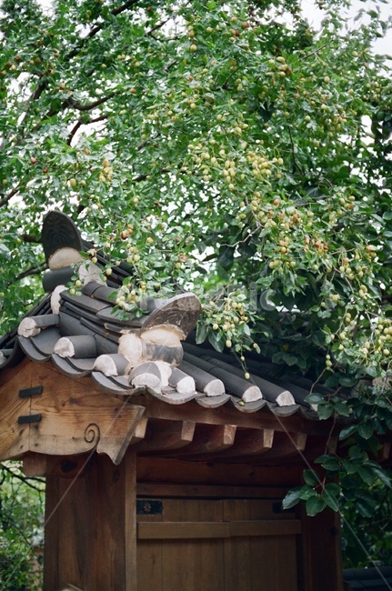 대추,대추나무,열매,한옥,필름사진,jujube,fruit,tree,hanok,plant,식물,한국전통,한국문화,korean traditional,korean culture,건축물,건물외관,exterior,building,structure,architecture,construction