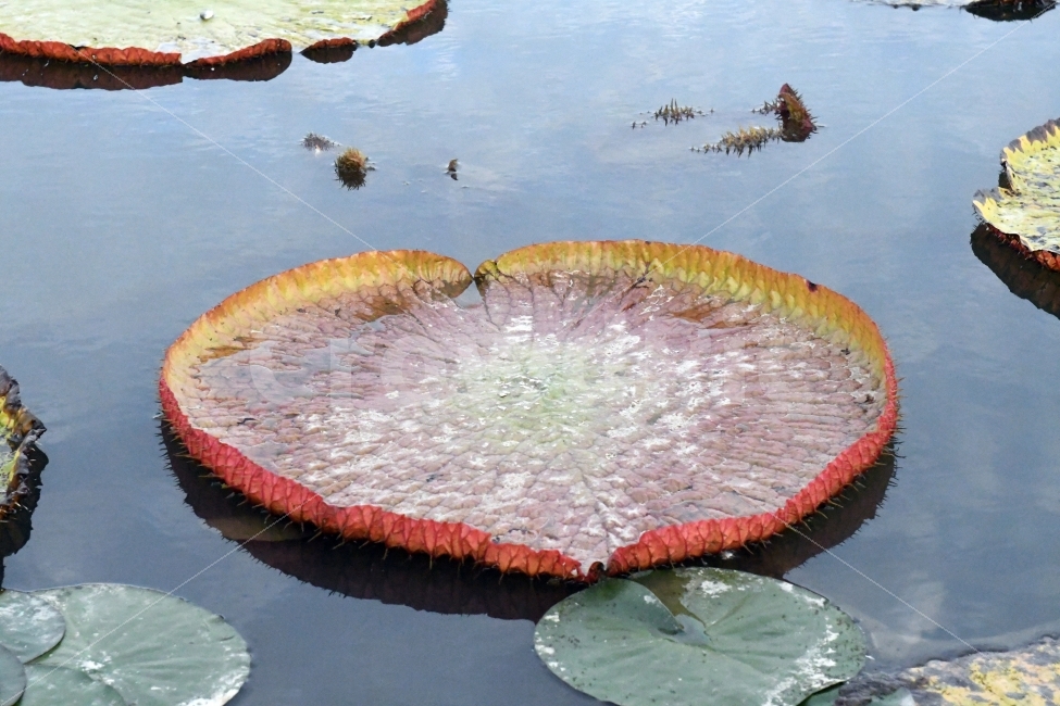 저수지,연꽃,빅토리아,가을,연못,수련,식물,자연,plants,nature