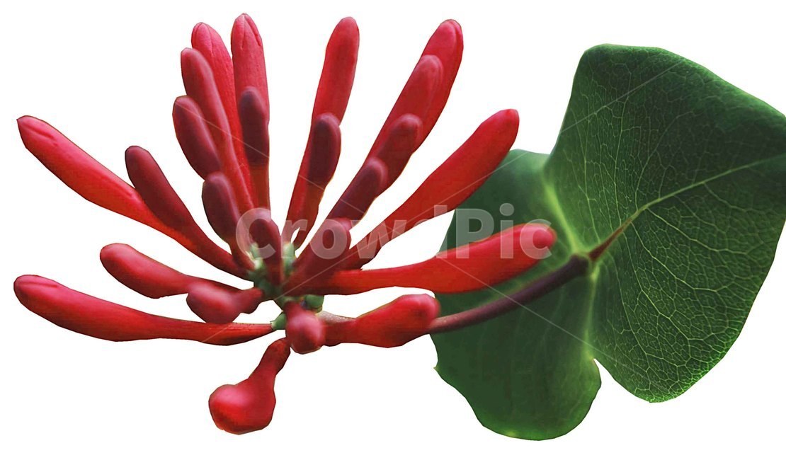 식물,flower,미국인동,plant,화분