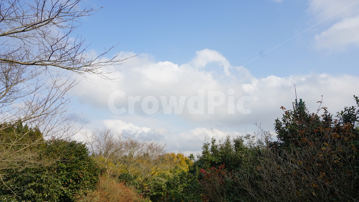 nature,자연,outdoors,옥외,tree,날씨,weather,식물,plant,나무,하늘,구름,가을