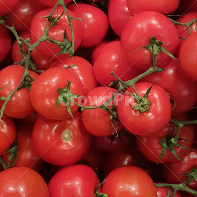 plant,식물,tomato,토마토,다이어트,열매,야채,배경,신선한,빨간,빨간색,fresh,vegetable,방울토마토,과일,fruit