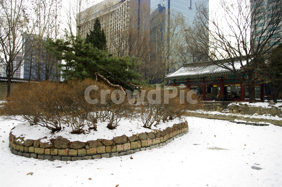 덕수궁,나무,식물,plant,연못,고궁,건축,전통건축,traditional,전통,기와지붕,담장,겨울,winter,풍경,설경,눈,겨울,계절,winter,season,한국전통,한국문화,korean traditional,korean culture,랜드마크,landmark,tourist attraction,한국랜드마크,한국관광지,한국명소,korea landmark,korea tourist attraction