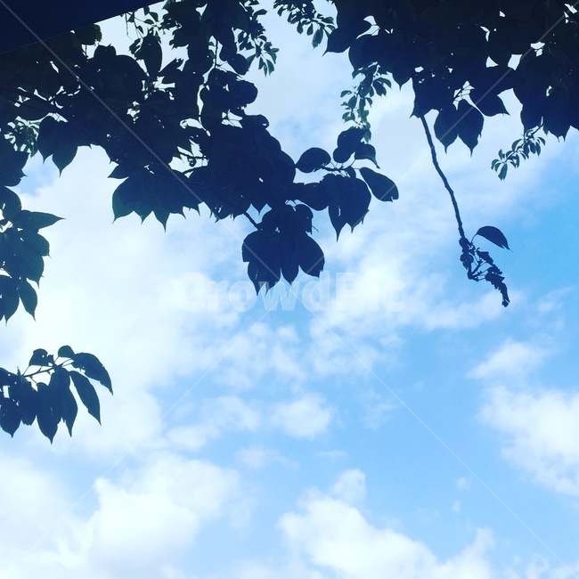 구름,하늘,식물,시원함,초록,자연,풍경,nature,landscape,leaf,잎,plant,outdoors,옥외,azure sky,푸른 하늘,sky