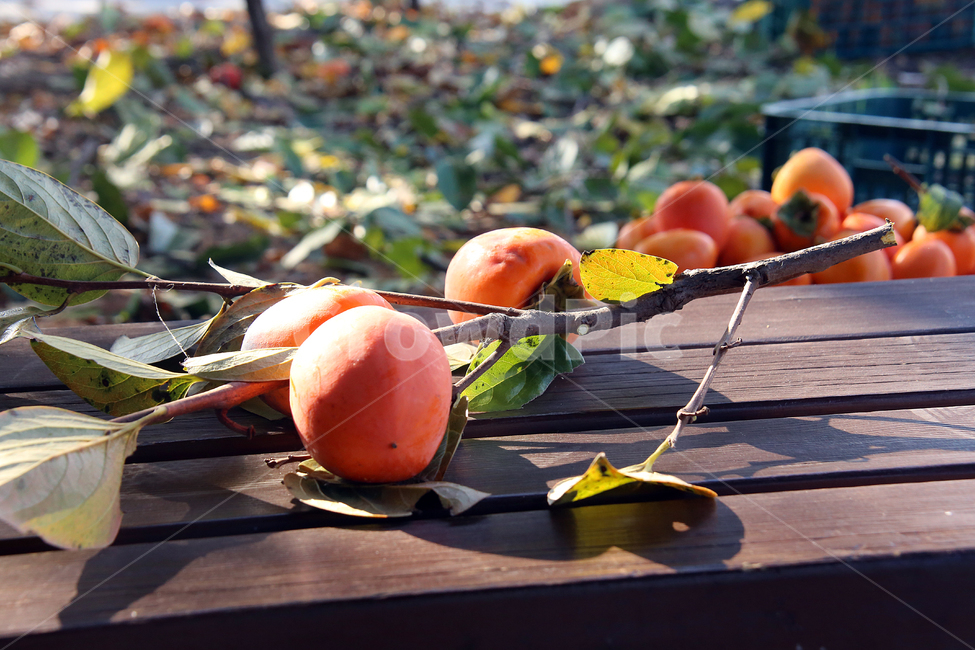 감,대봉,가을,과일,food,식물,감따기,감수확,음식,가을,계절,fall,autumn,season,과일,열매,fruit,plant