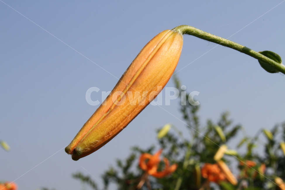 꽃,나리,참나리,야생화,Liliumtigrinum,백합,식물,자연,plants,nature,꽃,flower