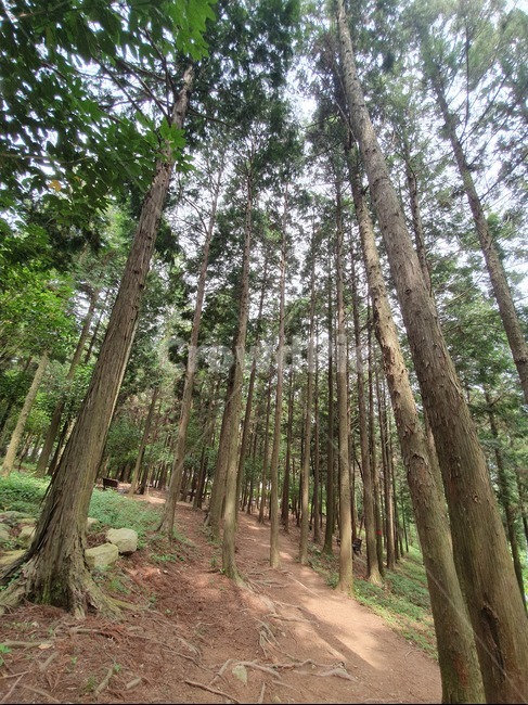 편백나무,편백나무숲,숲,휴식,피톤치드