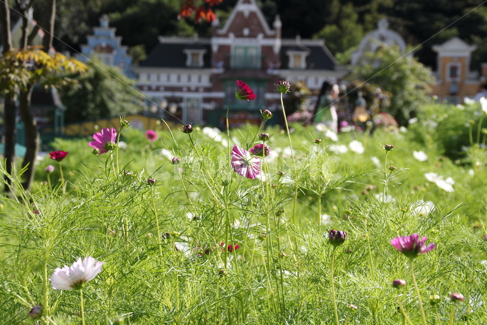 코스모스,풍경,야외,가을,자연,식물,자연,plants,nature,꽃,flower