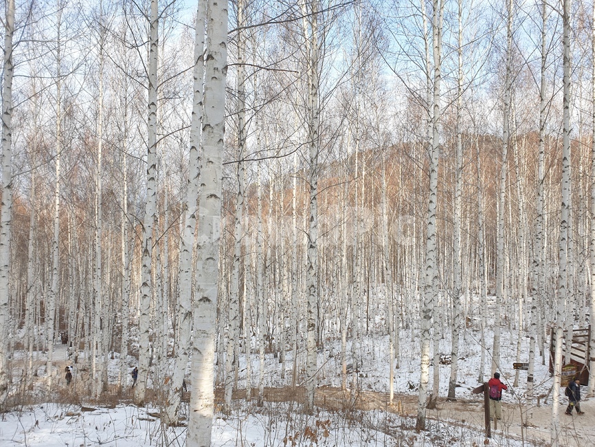 tree,나무,nature,자연,겨울,겨울,계절,winter,season