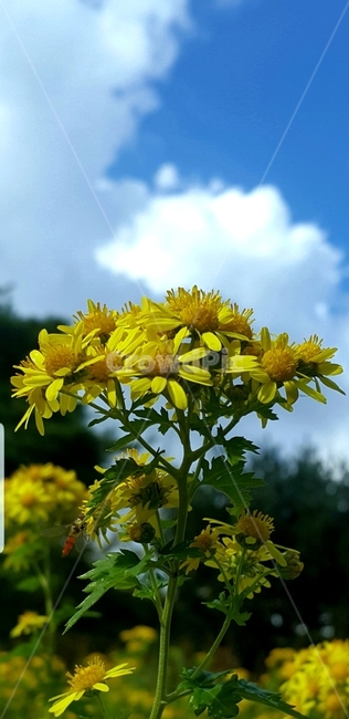 산국,꽃,벌,하늘,자연