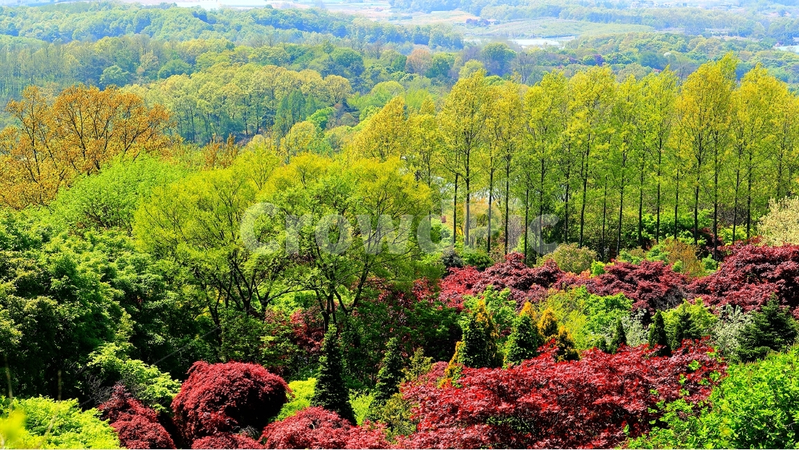 한택식물원,나무,봄,식물원,단풍나무,자연,풍경,nature,landscape,outdoors,옥외