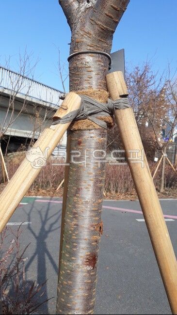 심기,나무,지지대,보호,난간,planting,tree,supportingstand,guard,banister