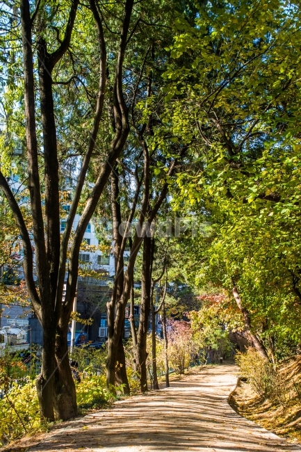 가을,계절,길,자연,조화,자연,풍경,nature,landscape,tree,나무,plant,식물,tree trunk,나무 줄기