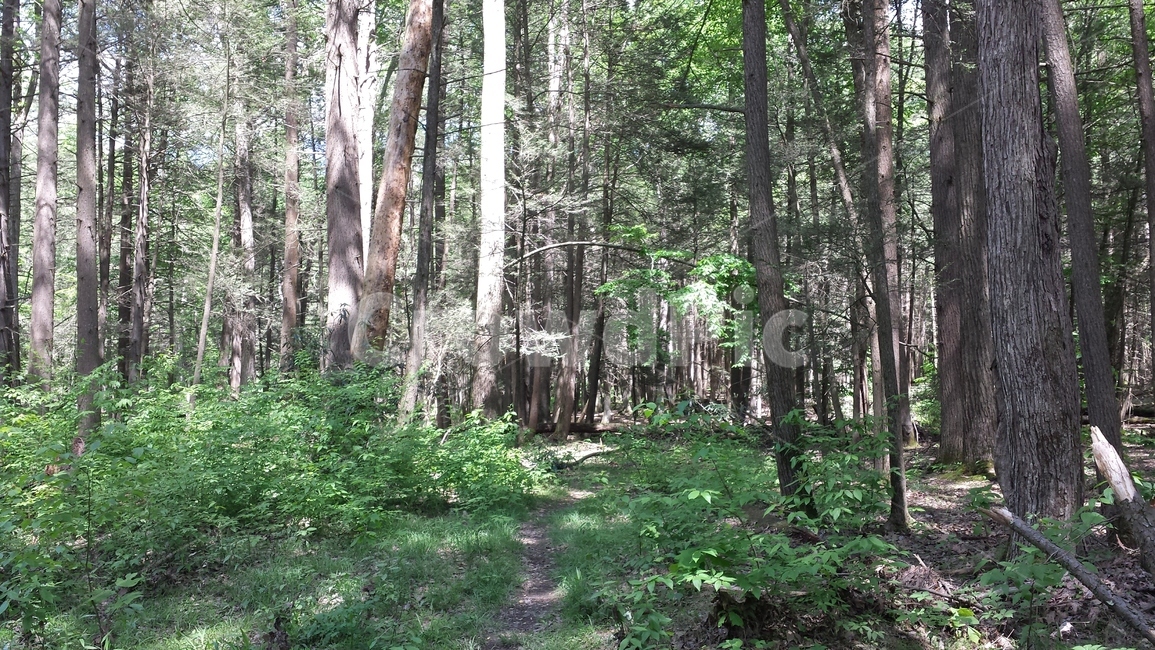 숲,나무,초록,정글,산림,자연,풍경,nature,landscape,plant,식물,tree,vegetation,초목,woodland,삼림지,forest,land,땅,outdoors,옥외,grove,작은 숲