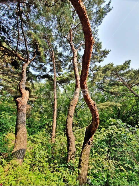 소나무,황금소나무,산,자연,고목